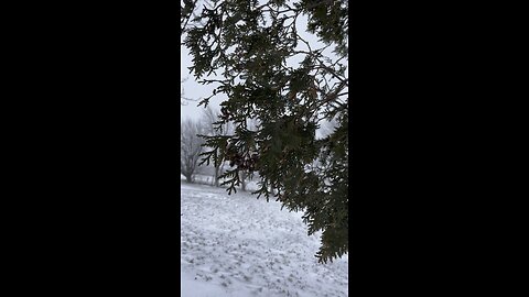 Calm Rainy Day in Canada🇨🇦🍁 ASMR