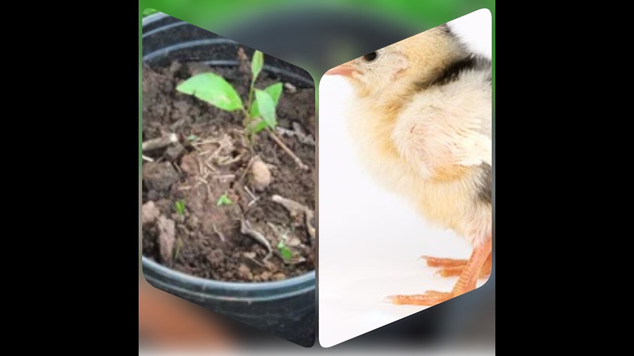 Repotting/Transplanting My Pecan Plants