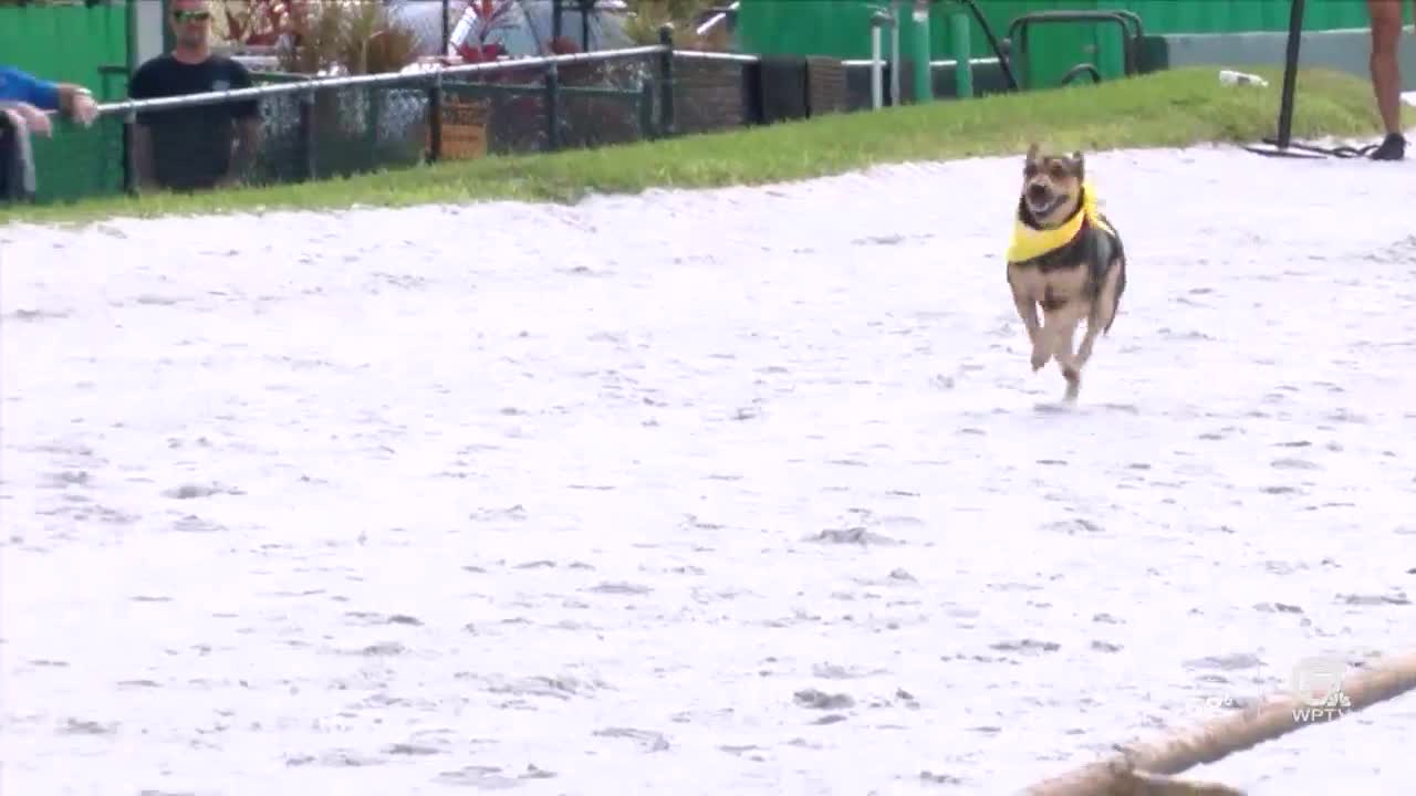 Palm Beach Kennel Club hosts Mutt Derby