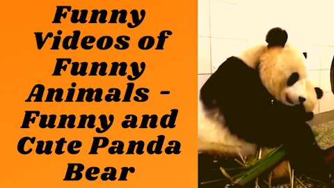 Funny Videos of Funny Animals - Funny and Cute Panda Bear