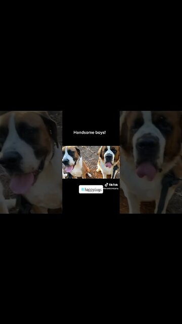 Always ready to pose for the camera. #styling #dog #dogs #saintbernard #pose