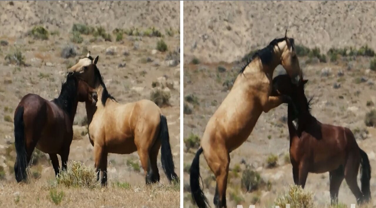 Funny animals horses playing lovely