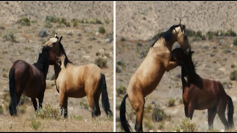 Funny animals horses playing lovely