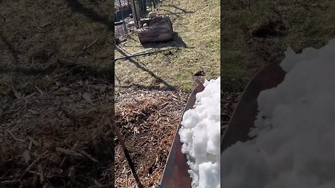 Deep watering a young apple tree in spring