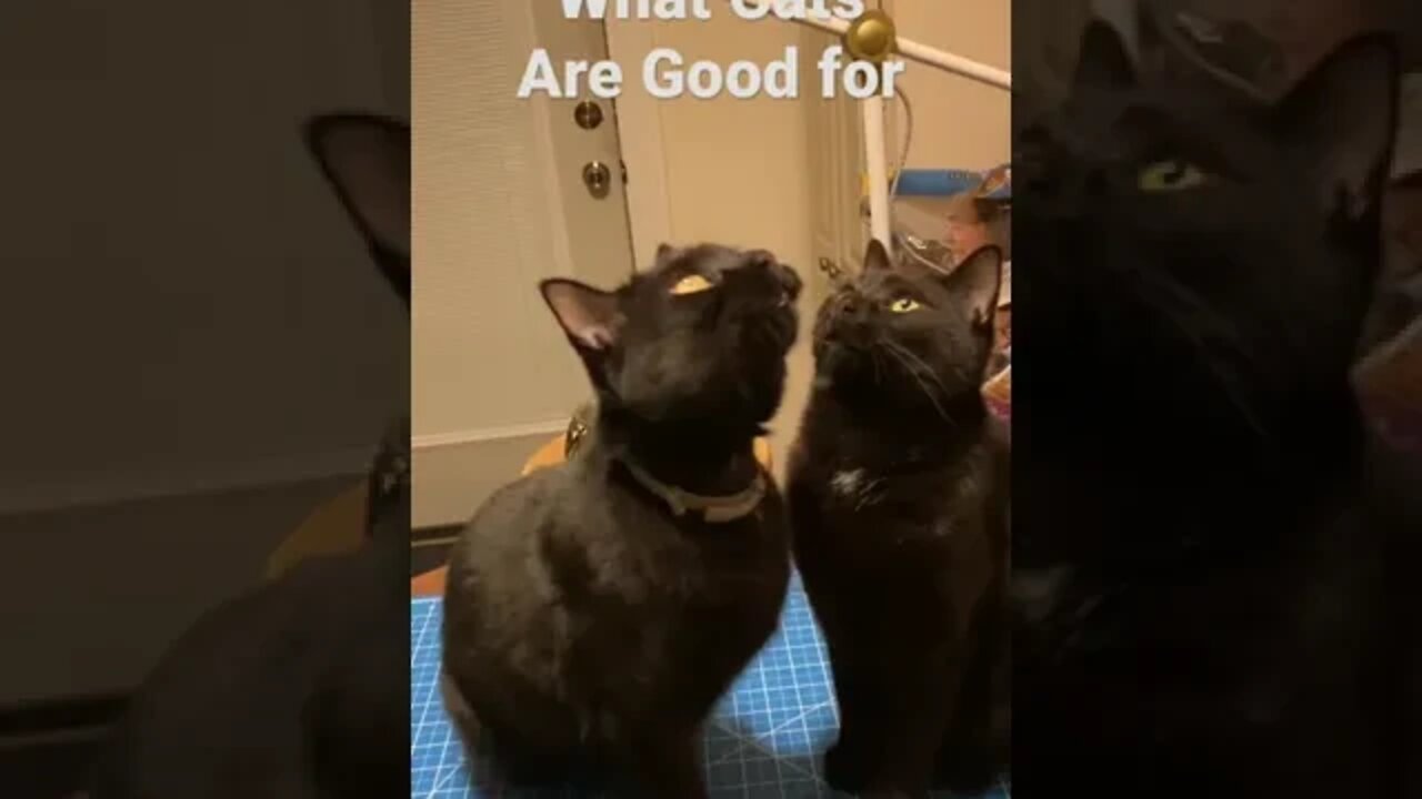 The Usefulness of Cats