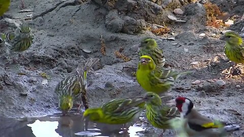 Petits Verts Oiseaux Le Chardonneret طائر الحسون