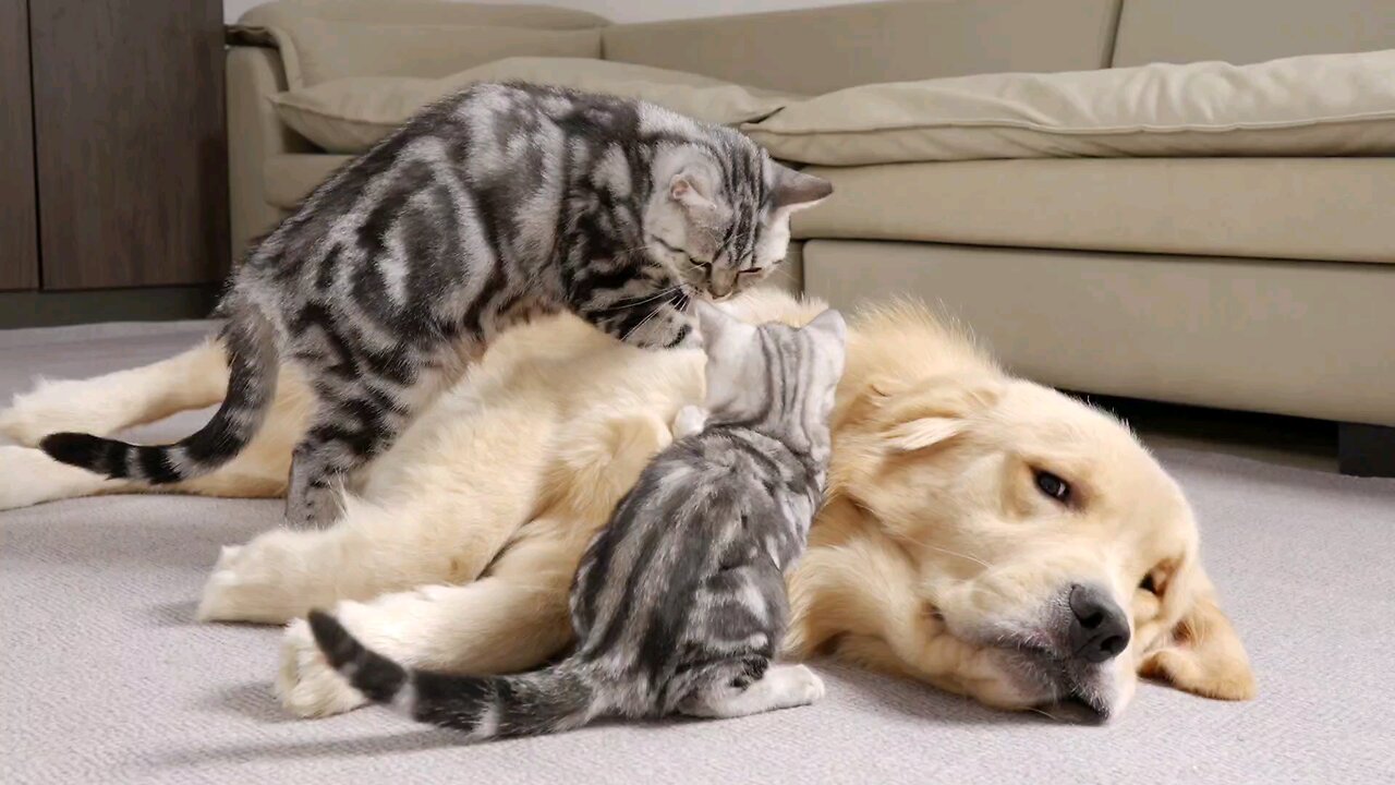 Mom Cat and Kitten Both Smitten with the Same Golden Retriever! 🐱💛🐶"