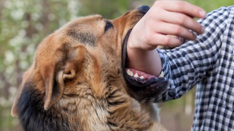 How to defend yourself against a dog? Self defense against dog attack