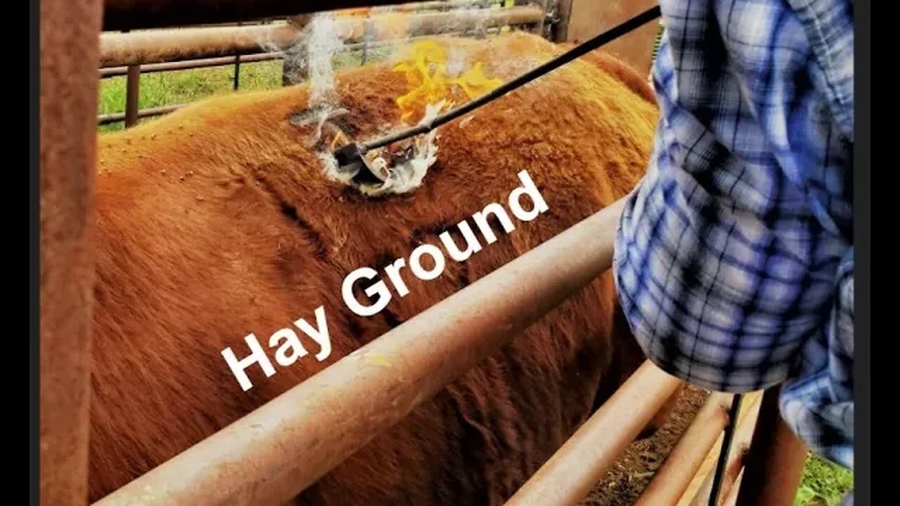 The Next Move! | Hay Ground Development (In the Chute - Round 138)