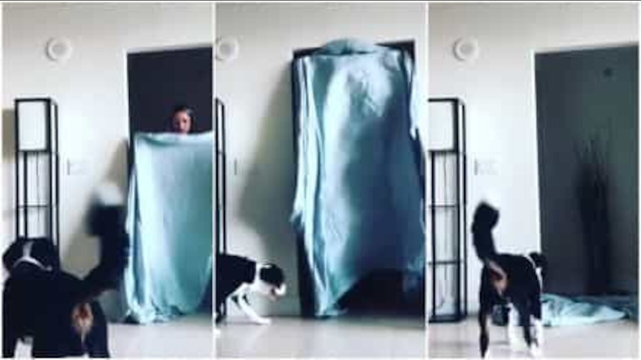 "What the fluff Challenge": il cane ne esce sconvolto