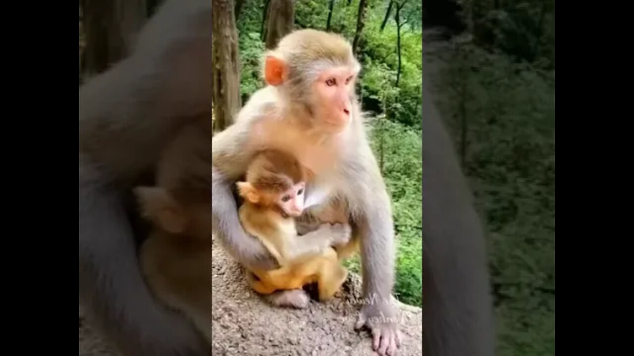 Oh No Mommy! Baby Golden Monkeys Really Hungry Till Like This