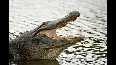 alligator