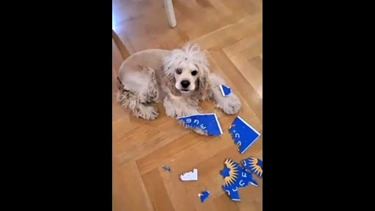 ბიბუჩა ფრონტის წინა ხაზზე. 11. 04. 2024