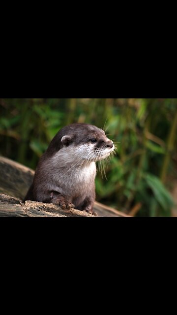 The cute acting baby otter