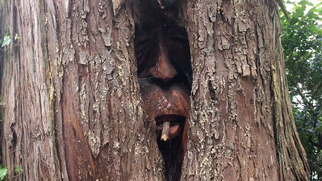 Guy finds a Bear and Two Old Men hiding within a Giant Cedar Tree