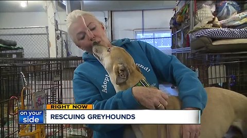 Northeast Ohio woman to rescue more greyhounds after Florida bans racing