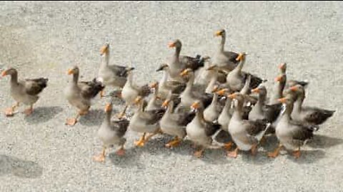 Dozens of ducks block road