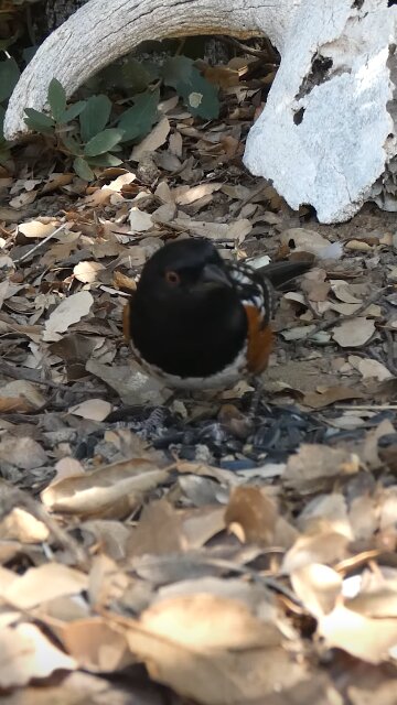 Spotted Towhee 🐦Oak Leaf Buffet