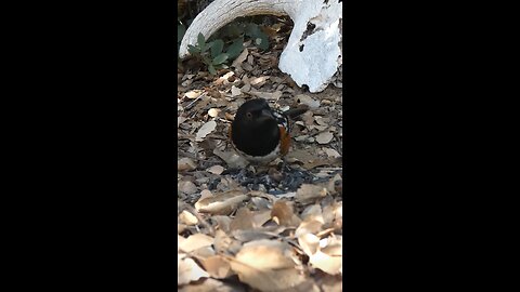 Spotted Towhee 🐦Oak Leaf Buffet