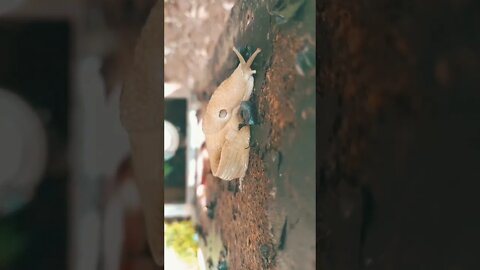 It's Hard to Resist The African Drum #shorts #animals #video