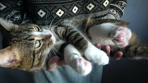 Purring Cat Won't Stay Quiet