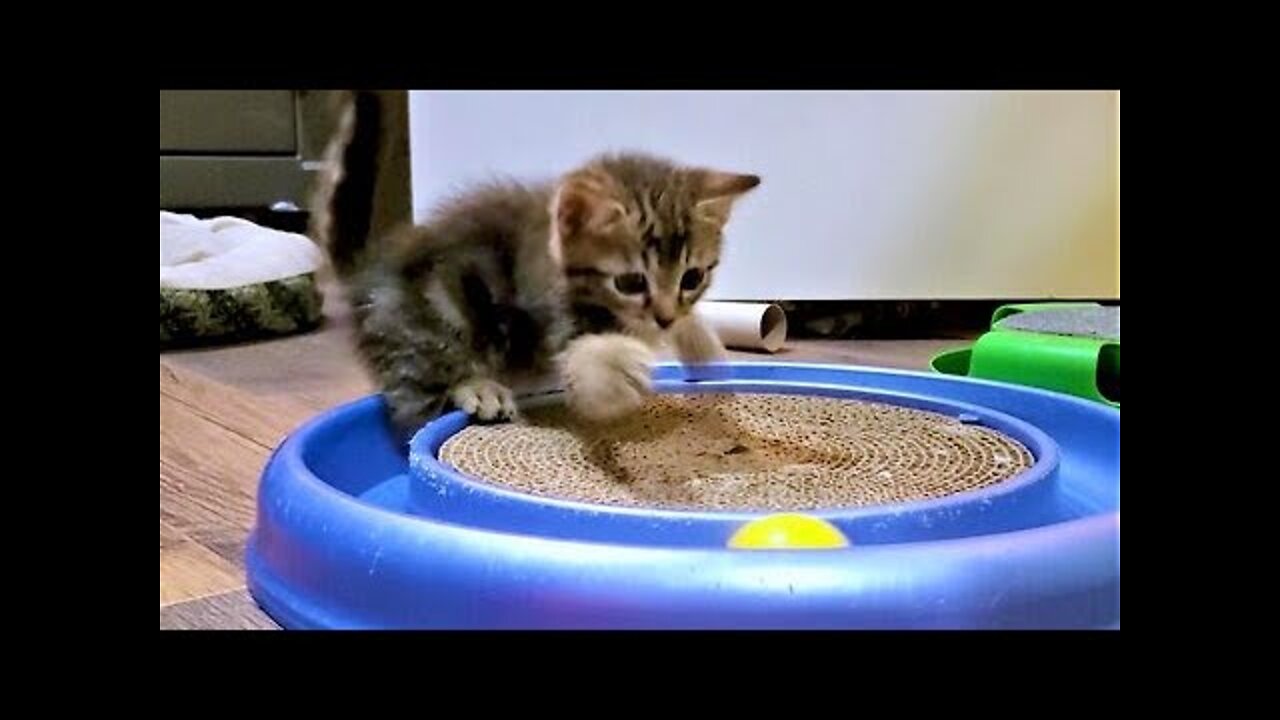 Rescued kittens ecstatic to discover toys for the first time