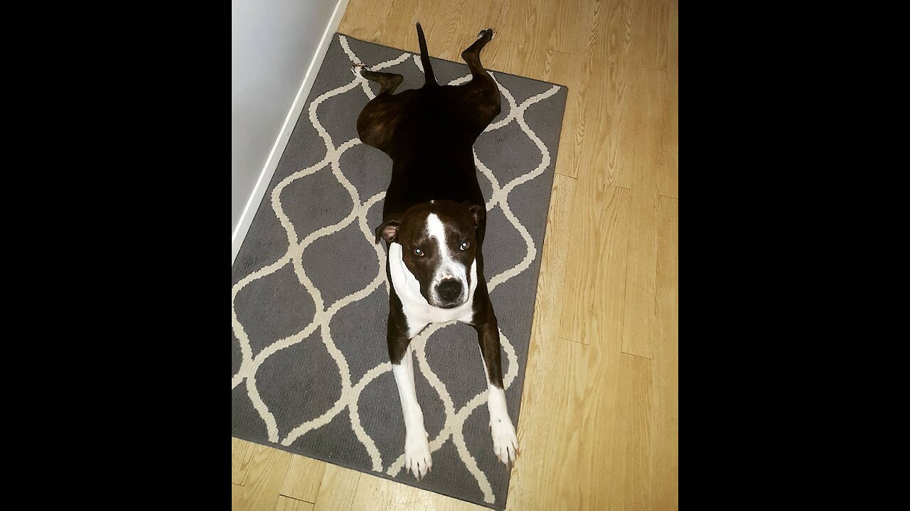 Too exhausted to get up! Bruno Has A Rough life!
