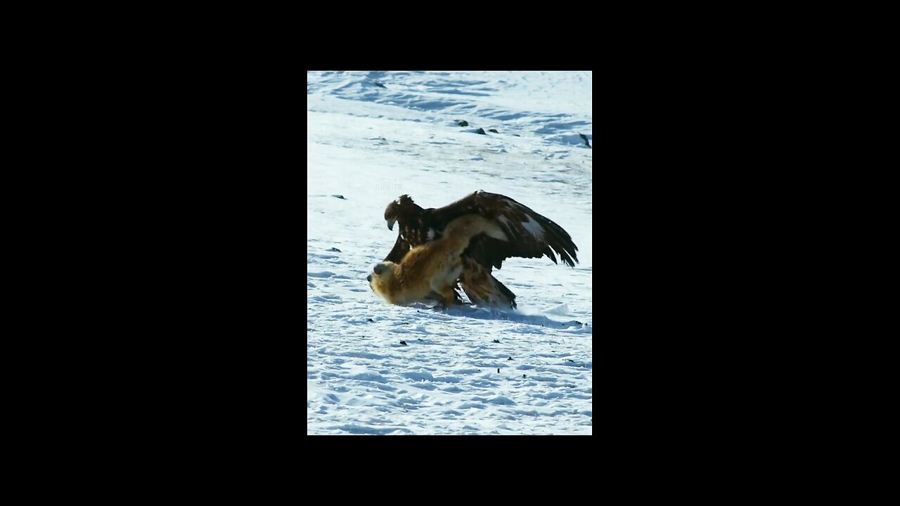 ECOSYSTEM 🦅