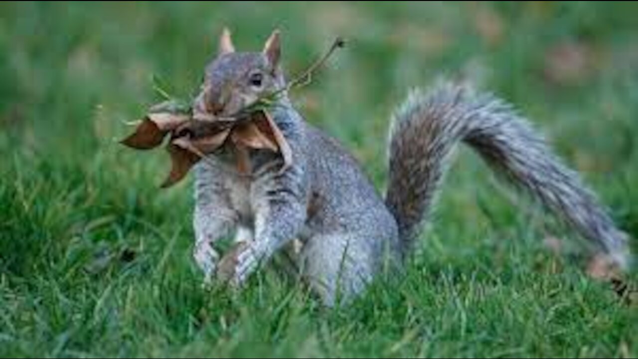 FUNNY PET ANIMALS SHORT VEDIOS :D 😇