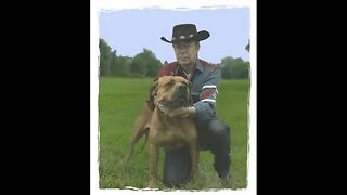 Our Sorrells APBTs: Part 2 (recorded in 2023)