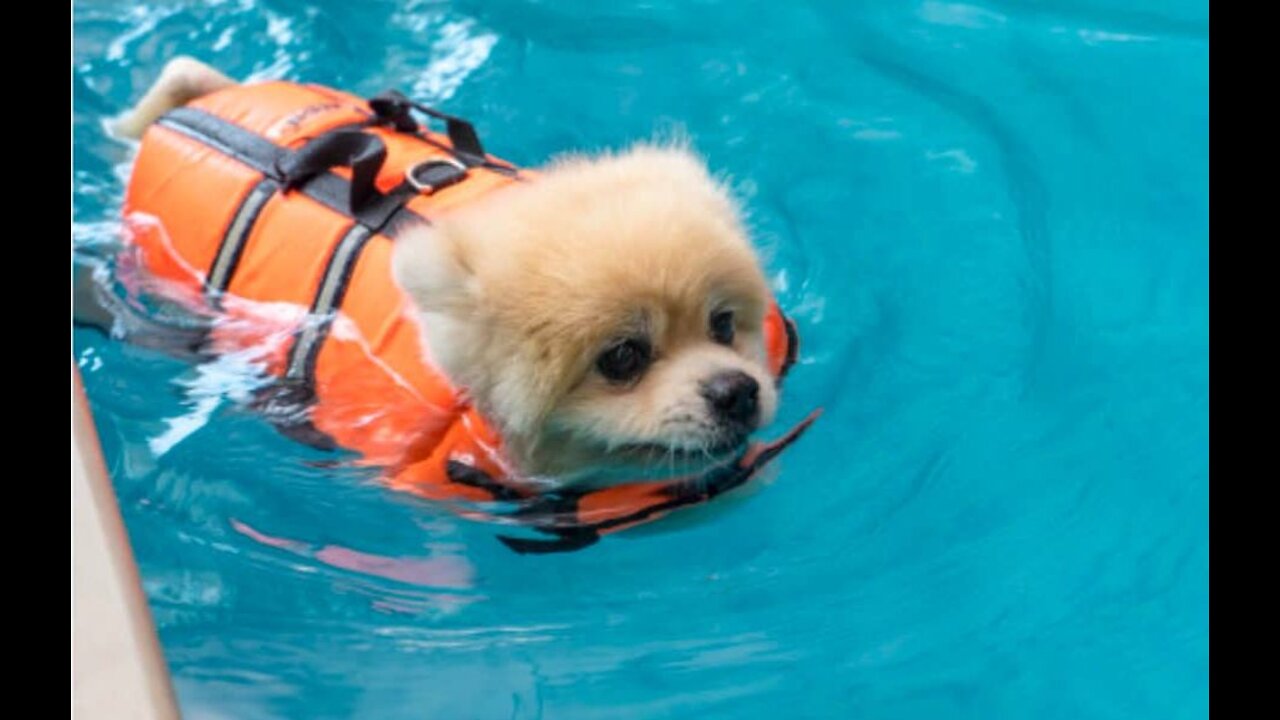 Funny Dogs Swimming At The Pool