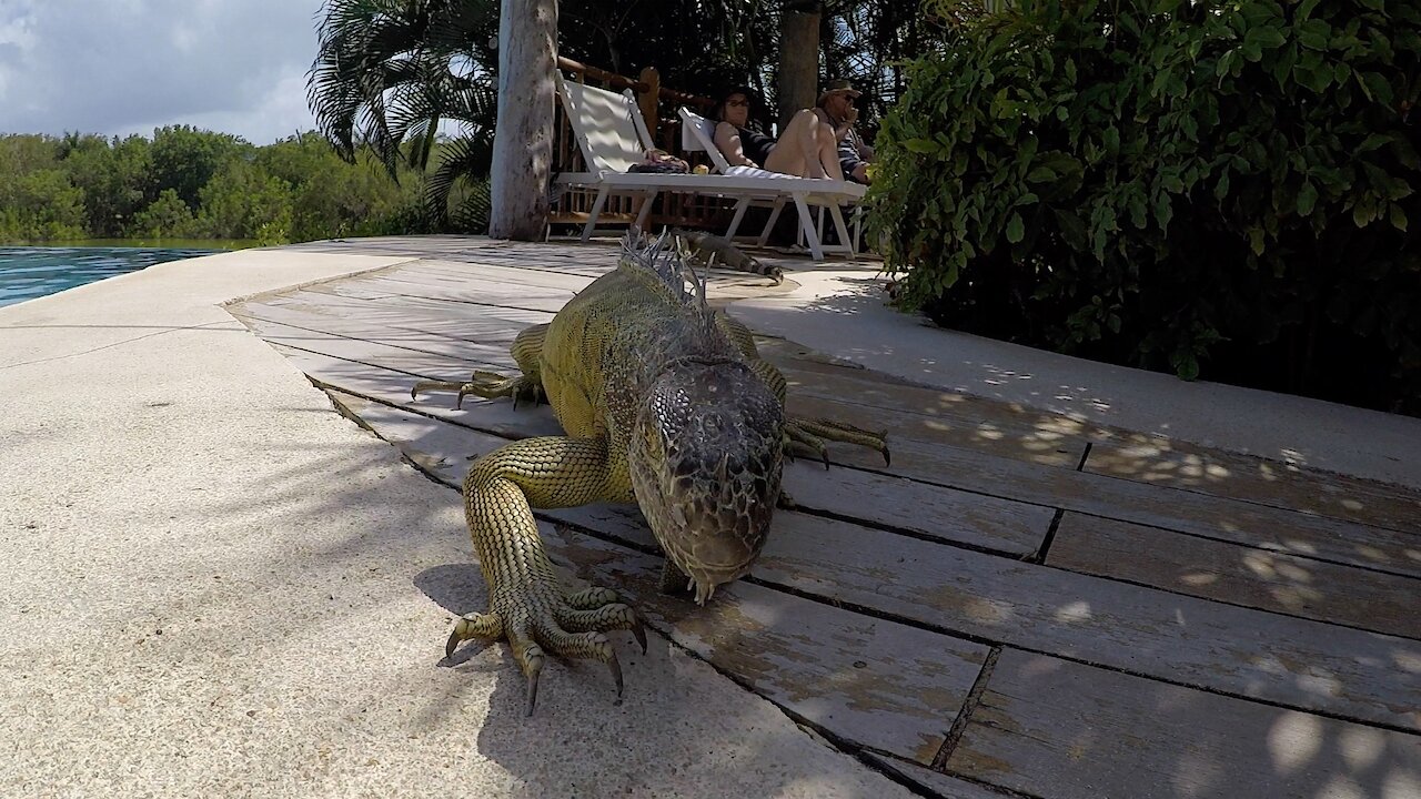 Huge Iguana Mistakes Pool Tile As A Snack