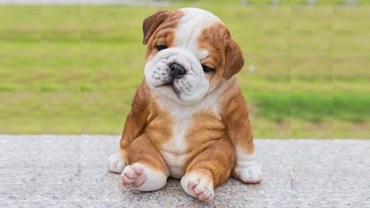 Smart Dog and Puppies Competition