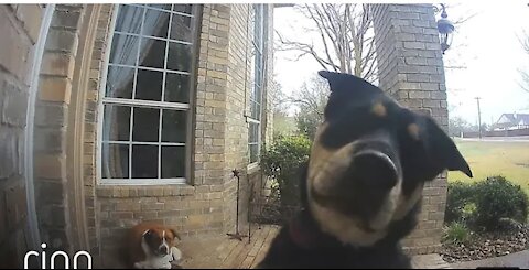 Family Dogs Learn to Use Ring Video Doorbell to Get Owner’s Attention | RingTV