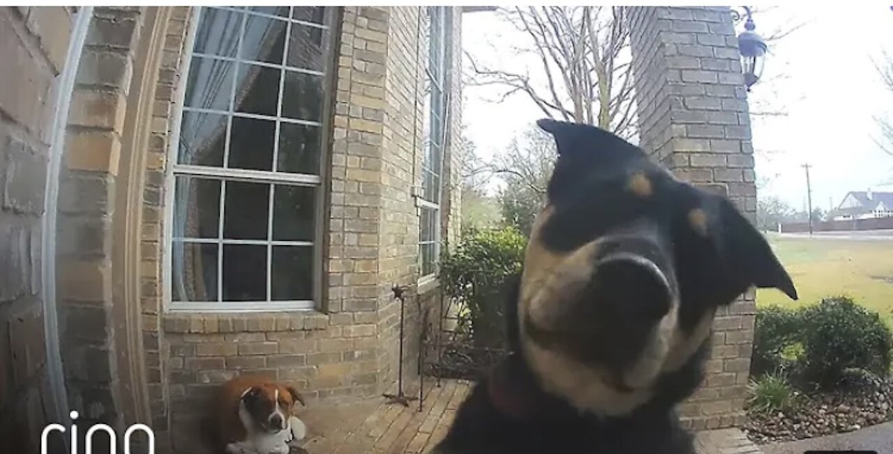 Family Dogs Learn to Use Ring Video Doorbell to Get Owner’s Attention | RingTV