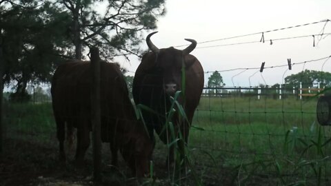 Diablo and Buttercup at our ranch in Venus Florida