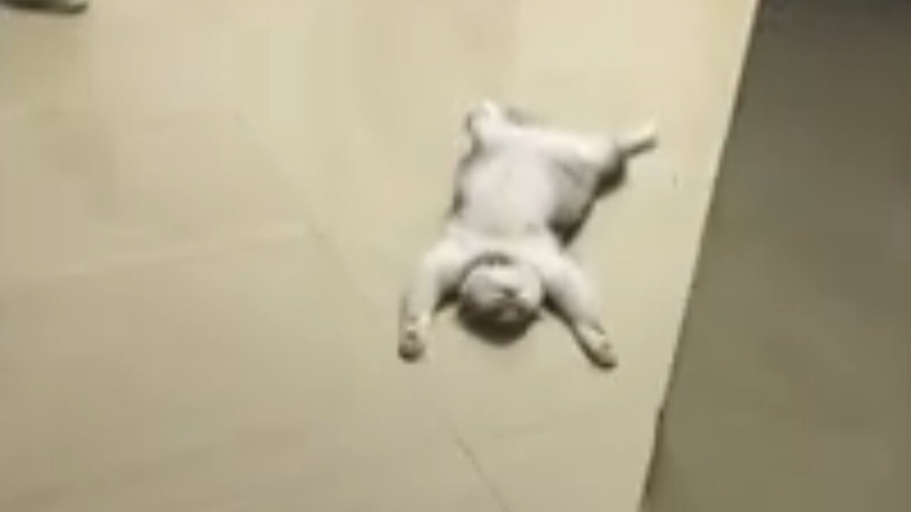 Funny Cat Videos That Make Me Laugh Uncontrollably😂