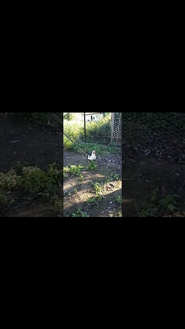 Good Morning Girls and DM the Drake