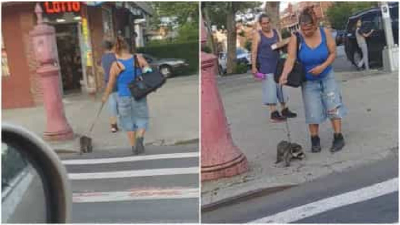 Kvinne er filmet mens hun går tur med en vaskebjørn i NYC