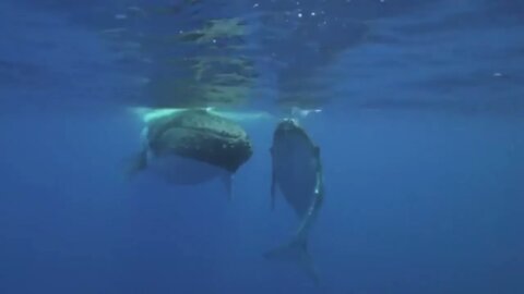 Sounds of Humpback whales and calf-5