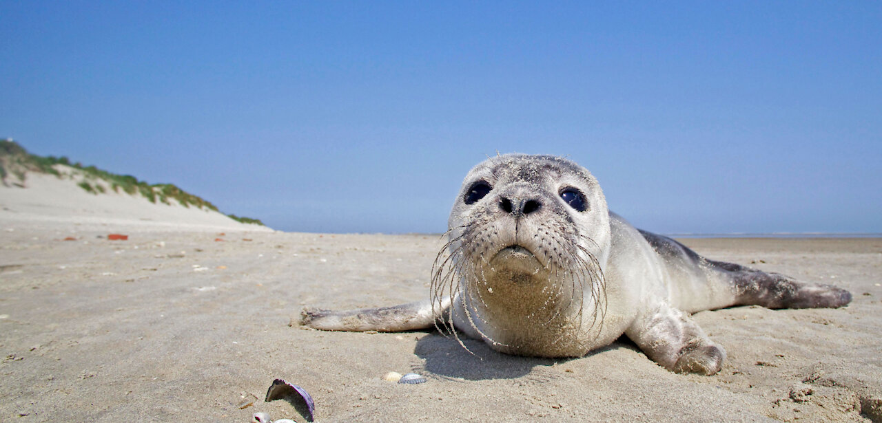 Seal On The Beach😨😮😮😮🥰