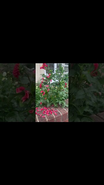 Autumn is here-the petals of the flowers are scattered all over