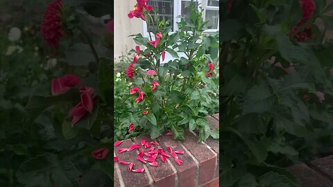 Autumn is here-the petals of the flowers are scattered all over