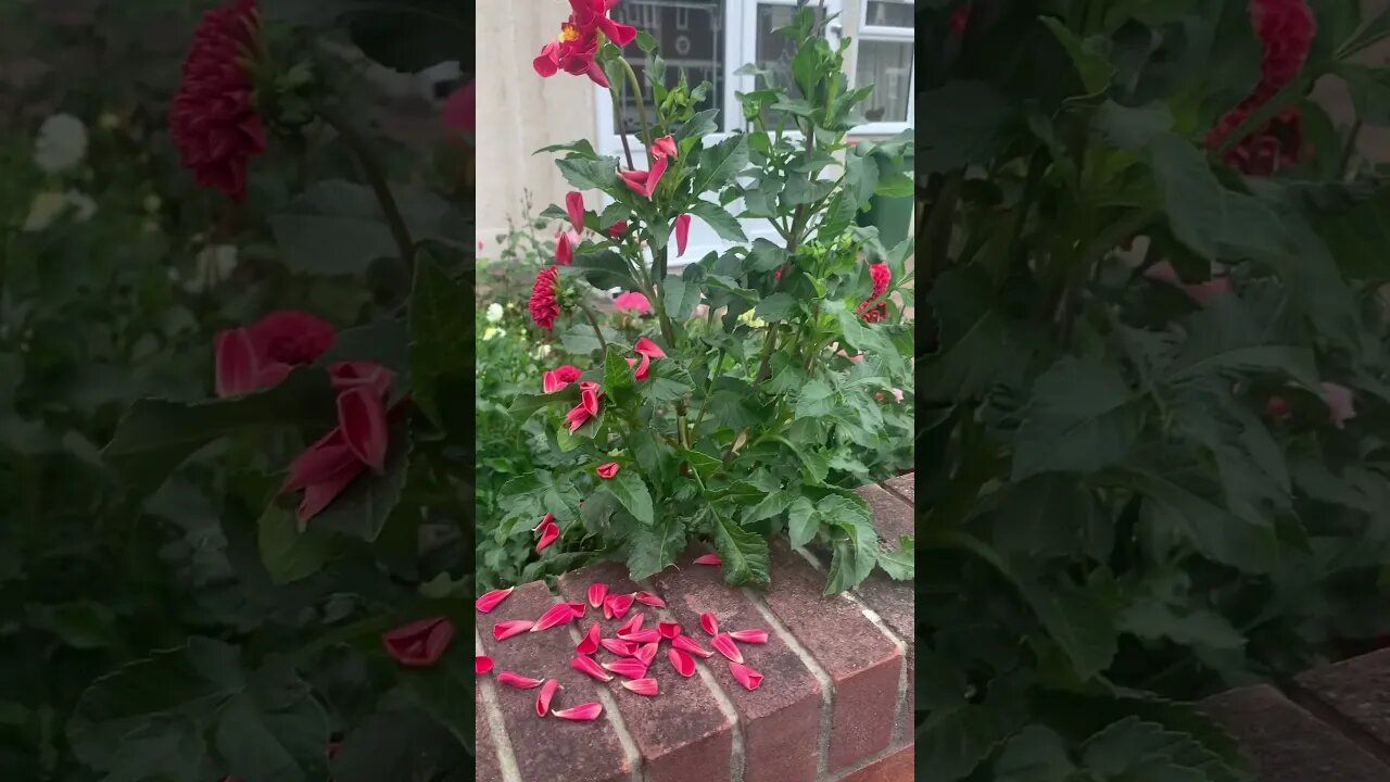 Autumn is here-the petals of the flowers are scattered all over