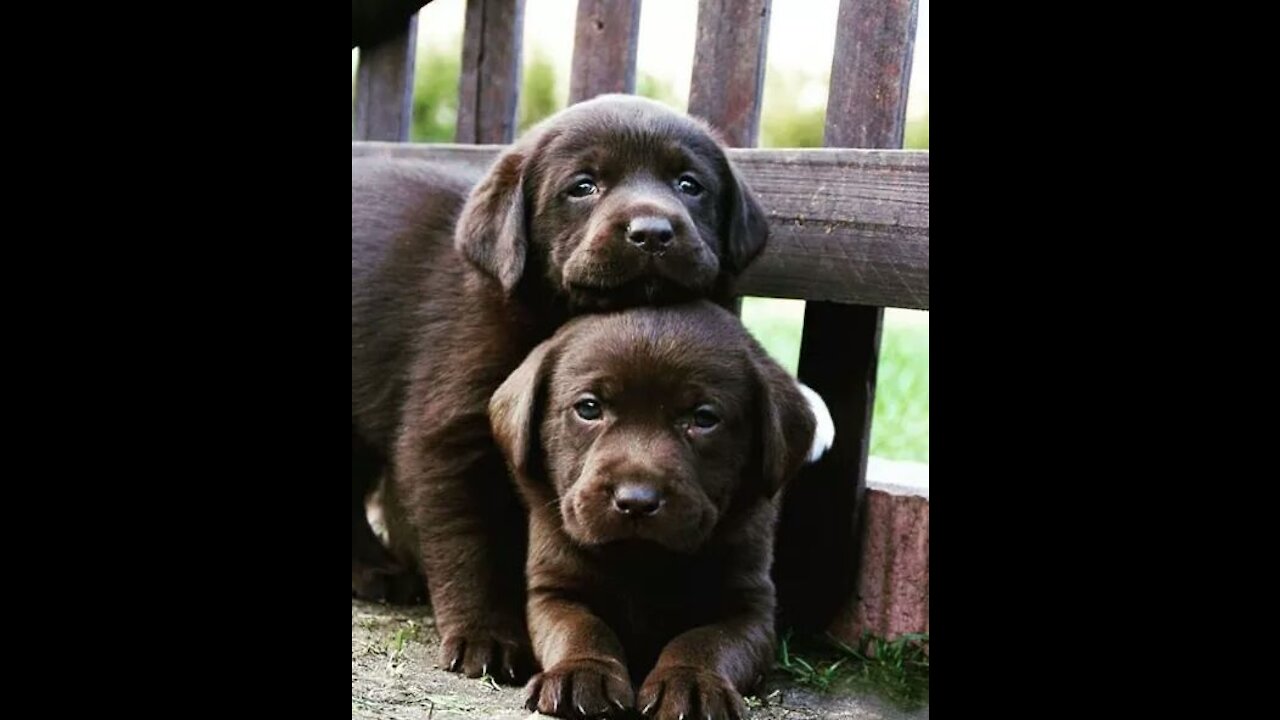 Cute puppies | Puppies playing |