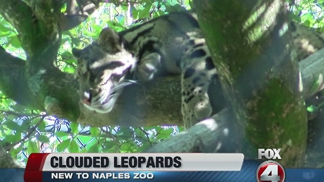 Clouded leopard cubs at Naples Zoo