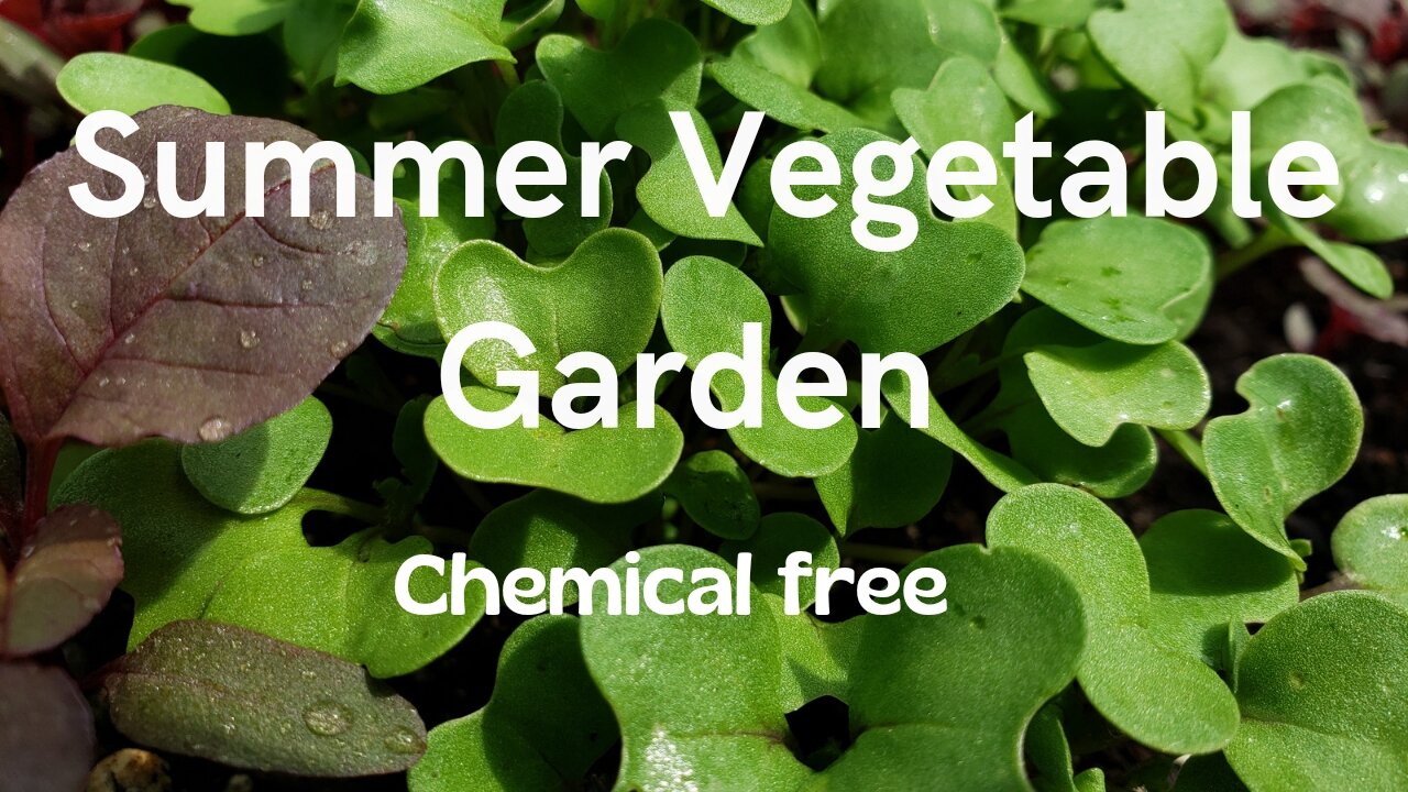 Summer Vegetable Garden #11 #vegetablegarden #garden