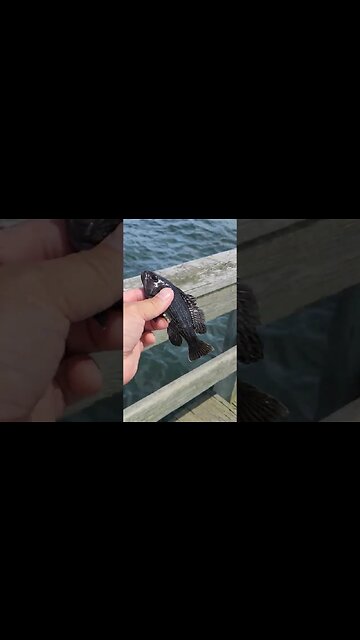 Baby sea bass all over.