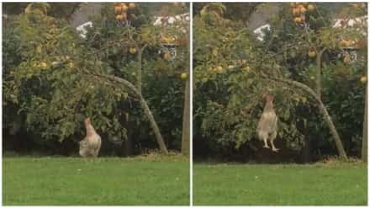 Chicken jumps to get apple from tree