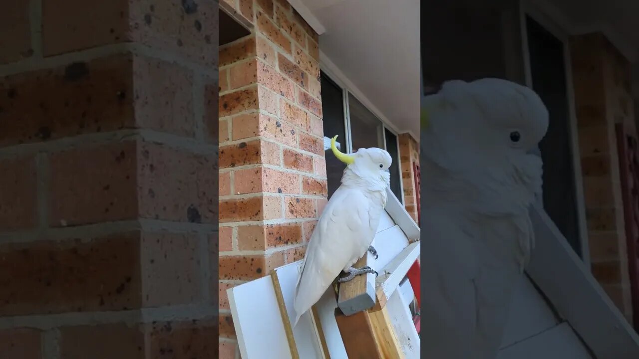 Cockatoo